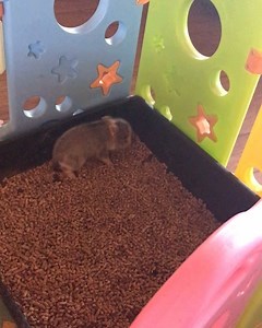 I post a lot of potty videos for a couple of reasons. One reason is so the families can see their pig is using the litter box and for two it’s cute lol. All my piglets are potty trained and use the box at my home. However potty training needs to continue in the new home. It’s a completely new set up and environment. If anyone purchases a pig and it’s having accidents then train it. Make changes to the set up or what you are doing. Most likely the pig is doing it on purpose. #pigsofinstagram #pig