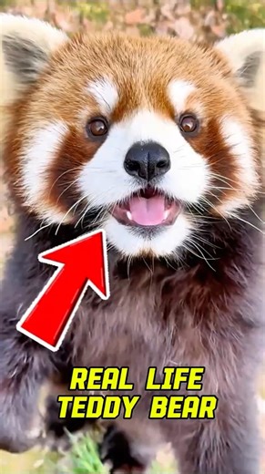 Top 5 Cutest Animals That Will Instantly Make Your Day Better 🥺❤️ #shorts