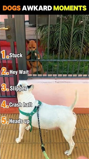 Dogs in Awkward Situations 😂🐶 | Most Awkward Dog Moments #dog