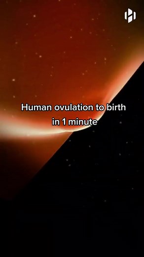 199K views · 1.5K reactions | The Miracle of life from ovulation to birth in 60 seconds #goldcoastivf #fertility #infertility #infertilityawareness #infertilitywarrior #infertilityjourney #ivfjourney #ivfcommunity #ivfwarrior #ivf #fertilityjourney #fertilitysupport #ivfbaby #infertilitysuccess #ivfsuccess #fertilitycoach #ttc #ttccommunity #ttcjourney #miracle #life #pregnancy #baby #birth #stevenpaltermd | Steven Palter | Facebook