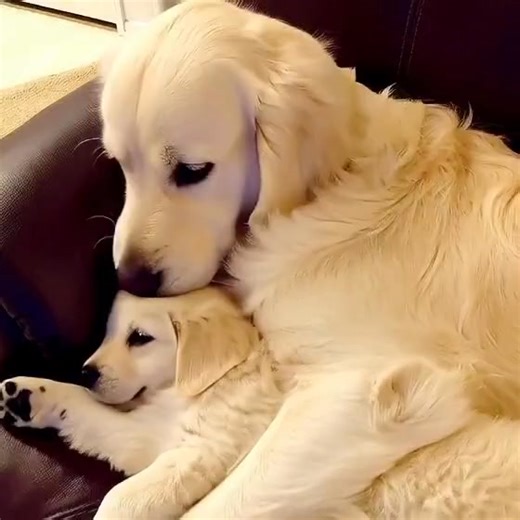 Love💕💕 | Dog lover