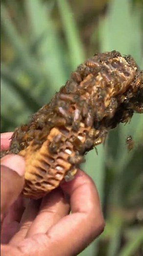 Hiving a feral colony | Herland's honey #honeybees #beekeeping #beefarm #udumalpet #coimbatore