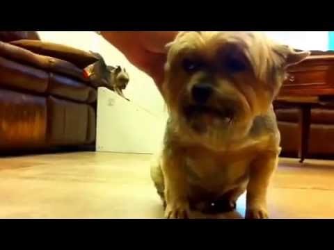 Yorkie (Cough) - (Tracheal Collapse in Dogs)(Veterinarian Diagnosis) (Treatment)