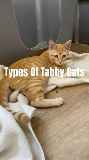 Types of Tabby Cats Explained 🐯🐾 #tabbycat #cattok