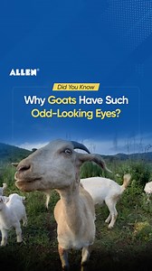 🤔 Have you ever wondered why some animals, like sheep and goats, have pupils that are horizontally elongated? 🐐 Grazing animals have eyes situated on the side of their heads. This is because they need a wider field of view to survive. Goats can see all around themselves, a total of 340 degrees, to keep an eye out for predators. 👁️ The shape of an animal's pupils can also reveal its place in the food chain. 🐈‍⬛ A cat, and other similar small predator animals that hunt in a 'stalk and pounce' 