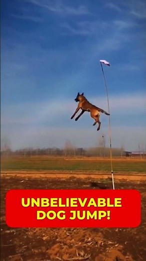 This Belgian Malinois’ Jumping Skills Will Blow Your Mind! 🐕🔥 #ViralShorts
