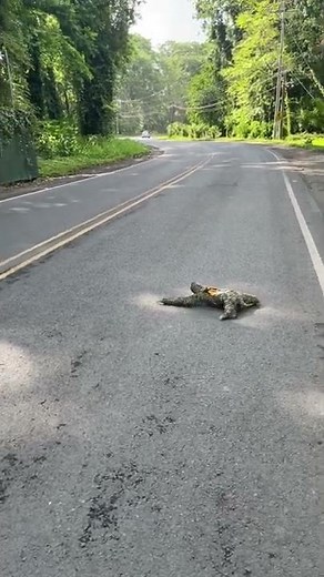 🦥What a Sloth Crossing a Road looks like?
