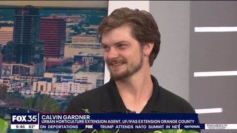 Plant propagation: How to grow plants using cut stems