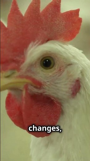 Wild Jungle to Farm Life: The Story of Chickens & Roosters in 60 seconds 🐔