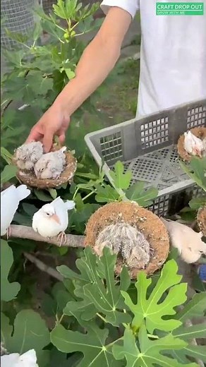 🕊️🌳 Managed Dove Breeding Setup with Tree Mounted Nests