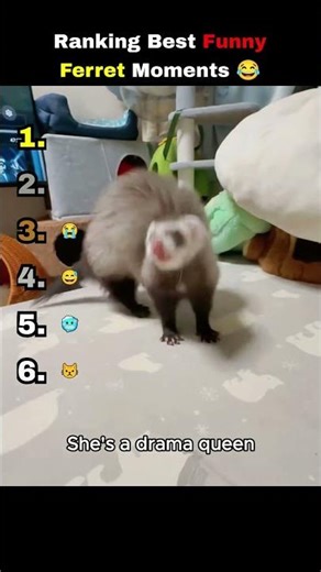 Ranking Funniest Ferret Moments 😂😂 #shorts #ferrets