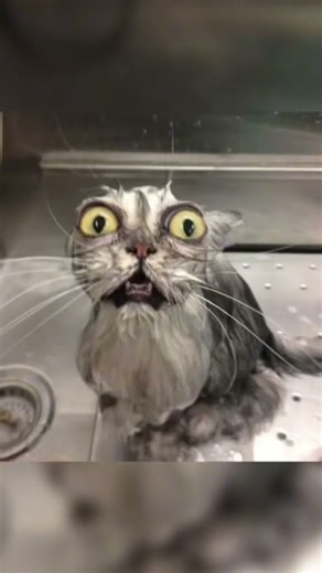 laughing test 🤣🤣 #quizchallenge #wouldyoudare #generalknowledgequestions #funny #triviatricks #trivi