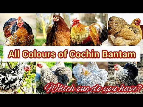 16 Different Colors of Cochin Bantam Chickens || Types of Cochin Bantam Chicken Breeds