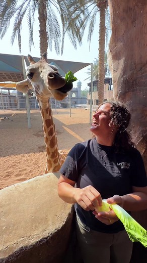 Feeding Giraffes at Emirates Park Zoo: An Unmatched Experience
