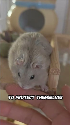 Why Do Hamsters Suddenly Bite? | Understanding Hamster Behavior