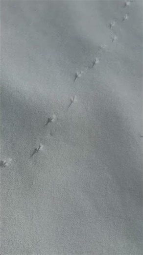 Animal prints in the snow #snow #winter #animals