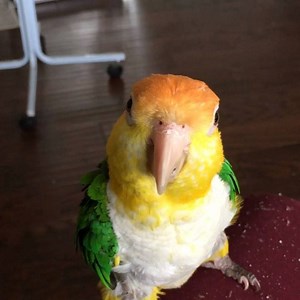 4.4K views · 313 reactions | Meet adoptable “Sunny” - a 12yo female...