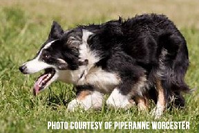 About the Dogs & Sheep - Meeker Classic Sheepdog Trials | Meeker Colorado