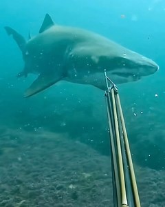 174K views · 466 reactions | Never be afraid to use your speargun to distance yourself from a shark! 麗 Hold your ground, maintain eye contact, and use that speargun to create a barrier between   @the.real.moby.dick: “Please note, my gun never touches the shark. I only extend it to create a bit of a barrier between me and the shark. Raggies are almost always very relaxed but always give them the respect they deserve”! | Spearchannel | Facebook