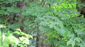 bigleaf maple in pacific northwest forest