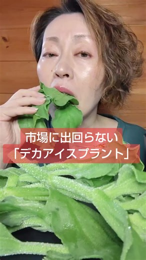 特別なドデカアイスプラントの体験