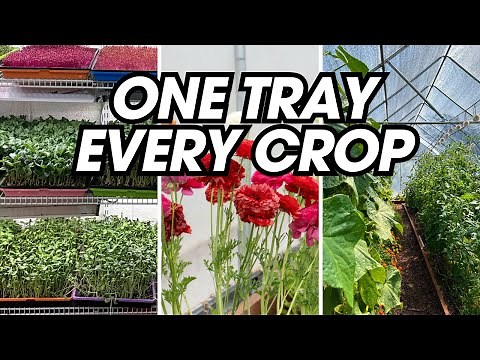 The Only Tray System You’ll Ever Need For Starting Seeds (Time + Money Saver)