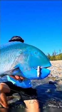 How Fish Are Turned Into Art?