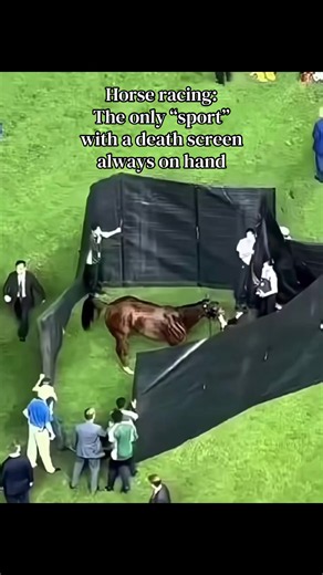 [READ HERE] Link page in bio to learn more truth about the racing industry. Studies show 95-100% of racehorses bleed from the lungs, a condition called Exercise-induced pulmonary hemorrhage (EIPH), from such intense exercise that their lungs cannot handle. Instead of the industry acknowledging they’re pushing them too hard, they simply cover it up by giving them “medicine”, although this doesn’t always save them. Many racehorse deaths are caused by musculoskeletal injuries (leg fractures, catast