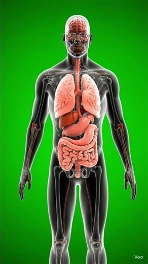 What Happens Inside Your Body When You Eat an Apple