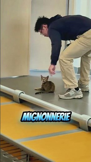 The Day a Cat Interrupted Class (and It Was Awesome)