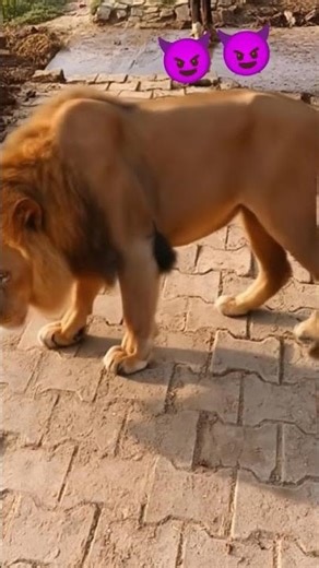 Java result 😈😈😈😈😈💪💪💪💪