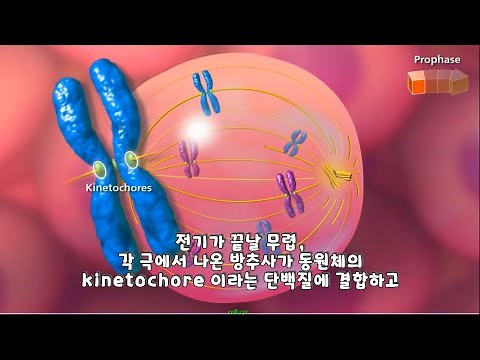 Cell Cycle and Mitosis