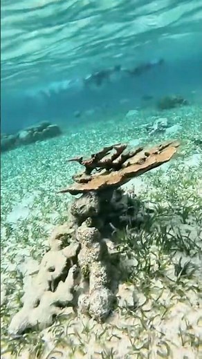 Snorkeling the Hol Chan Marine Reserve with Blue Tang in Ambergris Caye, Belize