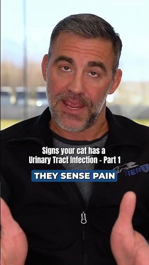 Urinary Tract Infection in Cats | Tier 1 Vet #vetmedlife #urinarytractinfection #cats