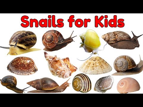 Snails for Kids 🐌 | Learn Different Snail Names and Vocabulary Words | Educational Video for kids