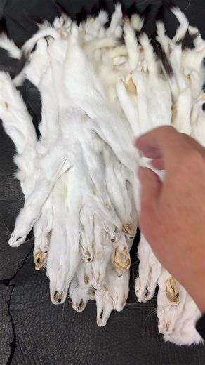 All winter prime quality white weasel/ermine fur pelts with tails. Weasel fur can be used in ceremonial regalia or as adornments in various traditional clothing, emphasizing beauty and cultural identity. Medium: 8”/9” Large: 10”/ 11” XL: 12” / 13” XXL 14” Starting at $39 To order please visit www.billworbfurs.com #weasel #fur #indigenoustiktok #nativeamericantiktok #billworbfurs