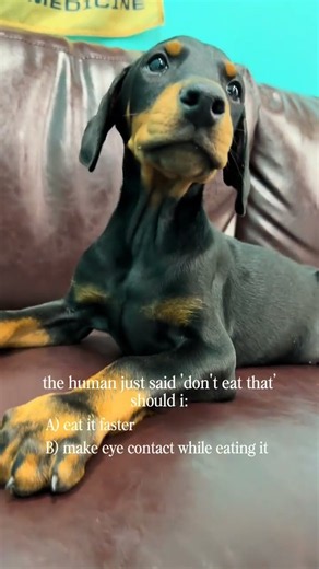 "Don't Eat That!" 😂 What Will This Doberman Puppy Choose? 🐾 | Petland Tulsa