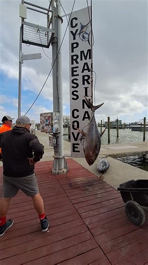 Captain Aaron Wilmoth of Fish Venice @ Cypress Cove weighs All Time Gulf Record Yellowfin.