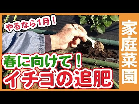 Fertilizing strawberries for spring! Learn how to fertilize your strawberries in January and what...