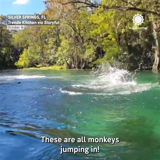 When the forecast calls for raining monkeys 🐒🌧️ | AccuWeather