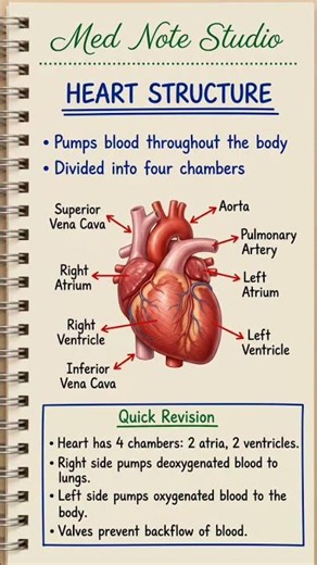 Human Heart Anatomy Explained | Structure & Function 🫀
