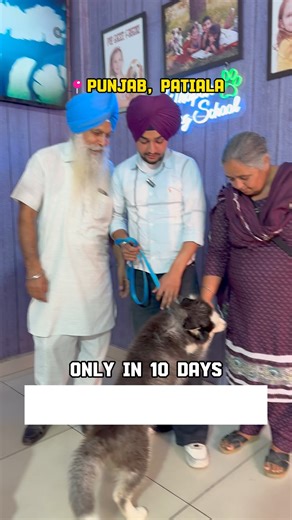 554 reactions · 13 shares | Dog Training in just 10 Does your dog giving you problems? Don’t worry we’re here to make your dog naughty to obedient  Only 10 days Coarse  Contact us for more information 9876143761 #training #cute #puppy #obedience #petlovers #pets #dogs #cutedogs #goldenretriever #goldenretrievers #thapardogtrainer | Dog trainer or Dog behavior expert | Facebook