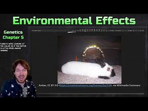 Environmental Effects | Genetics Ep. 19