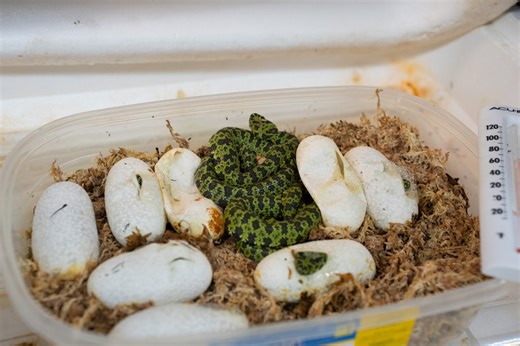 Abilene Zoo celebrates hatching of rare Mangshan pit vipers