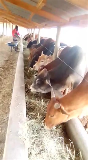 What are the pros of feedlots? Feedlots support maximal growth and weight gain through a high-energy diet of grains and legumes. The confines of the feedlot discourage foraging activity to lower stress and energy expenditure, reduce the health issues and risks associated with open grazing, and maximize profits ================================== Contact us for: 1. Feedlot Consultancy 2. Feedlot Facility Design 3. Feedlot Construction and costing Tel: 0724 512 194 | African Farm Resource Centre