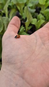 If you want to attract this amazing natural predator, plant these below 👇 •Marigold •Yarrow •Dill •Angelica •Basil •Borage •Mint •Calendula •Thyme •Nasturtiums I also purposely leave nettles growing wild in the corner of the garden as I ALWAYS see ladybirds on them! Plus Nettles makes a great fertiliser, giving plants a quick Nitrogen boost 🌱 | Blooms&Greens by Chloe
