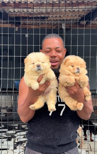 Understanding Chow Chow Dog Presentation and Breeding