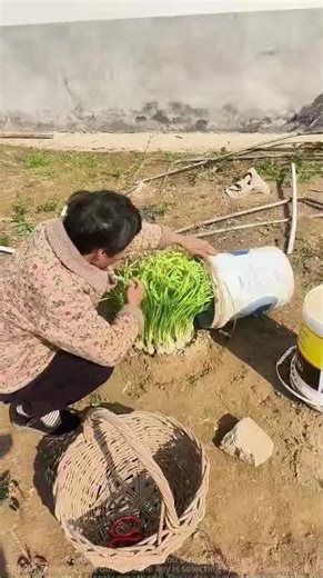 Chive Planting Tips: Full Guide from Seedling Selection to Planting