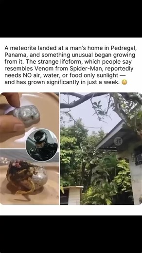 History|UFO|Places|Travel🌎 on Instagram: "THOUGHTS ‼️⚠️⛔️☣️☢️ Residents of Pedregal, Panama, are buzzing with speculation after a meteorite reportedly landed at a local man’s home-only to reveal something far more unusual than scorched rock. According to witnesses, within days of the impact, a strange black growth began emerging from the meteorite. The man claim the substance has expanded rapidly over the past week, without any signs of needing air, water, or food. Instead, it appears to thrive
