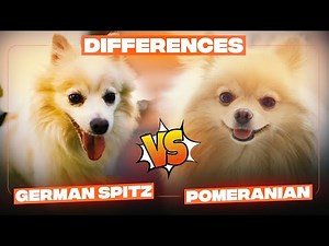 Pomeranian vs German Spitz Difference – Which one is a better dog breed for you?